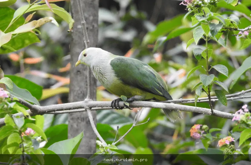 5 fakta menarik burung merpati Raiatea, spesies tropis dengan bulu indah