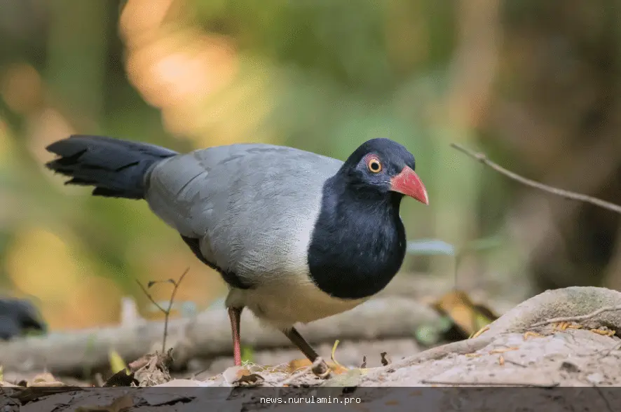 5 fakta menarik tentang burung paruh merah